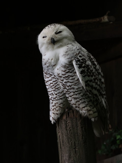 Vogelpflegezentrum im Schloss Tirol (28. Mai)