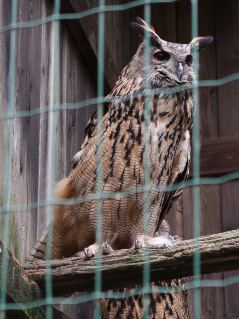 Vogelpflegezentrum im Schloss Tirol (28. Mai)