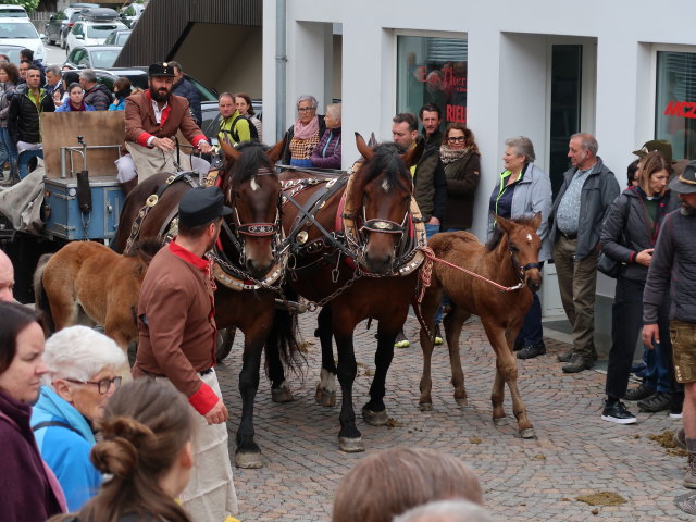 Haflingerfestival in Schluderns, 921 m (1. Juni)