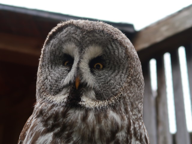 Vogelpflegezentrum im Schloss Tirol (28. Mai)