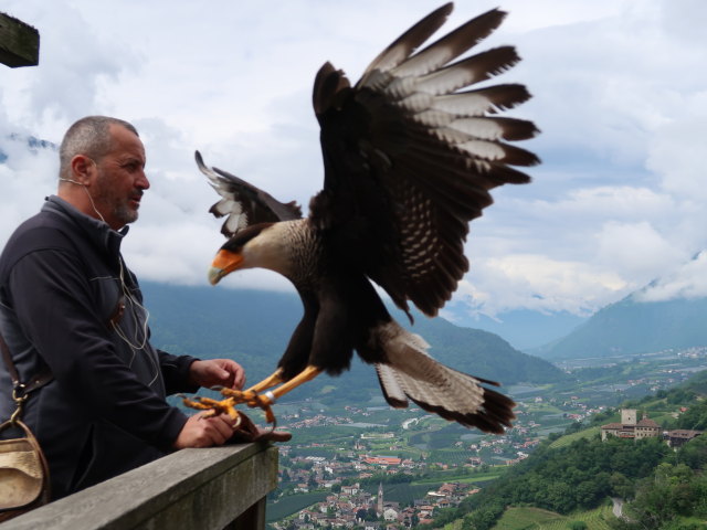 Greifvogel-Flugschau im Schloss Tirol (28. Mai)