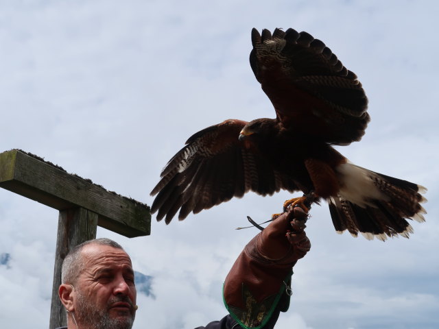 Greifvogel-Flugschau im Schloss Tirol (28. Mai)