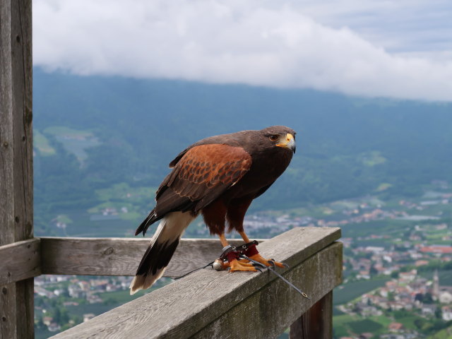 Greifvogel-Flugschau im Schloss Tirol (28. Mai)