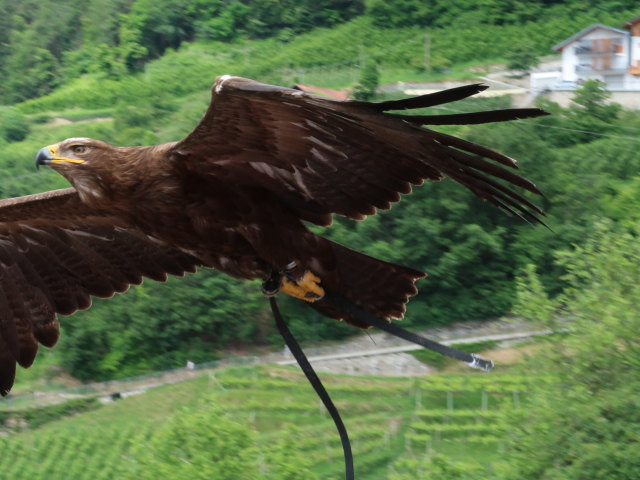 Greifvogel-Flugschau im Schloss Tirol (28. Mai)