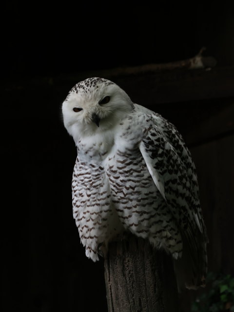 Vogelpflegezentrum im Schloss Tirol (28. Mai)