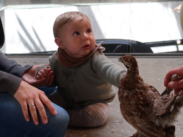 Nils im Nationalparkhaus avimundus in Schlanders, 721 m (30. Mai)