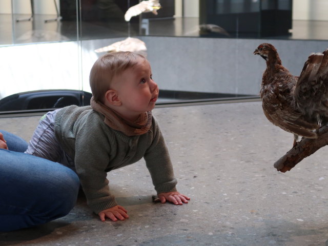 Nils im Nationalparkhaus avimundus in Schlanders, 721 m (30. Mai)