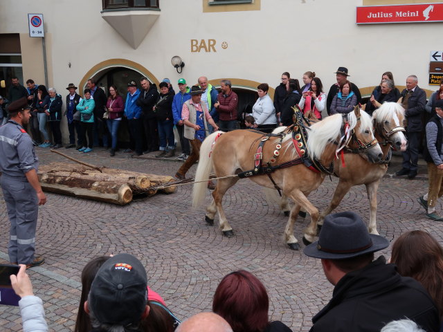 Haflingerfestival in Schluderns, 921 m (1. Juni)