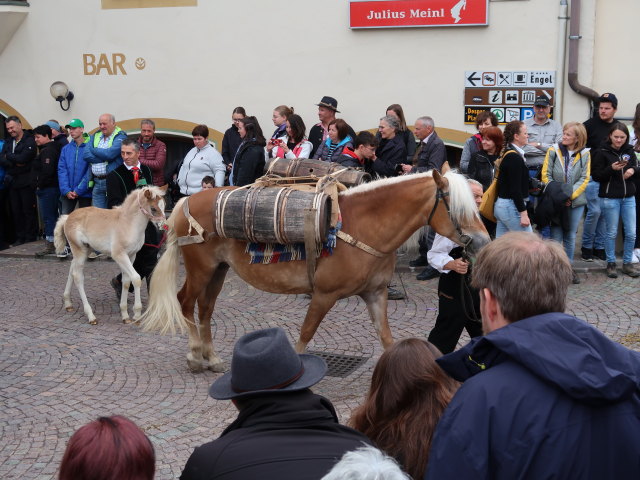 Haflingerfestival in Schluderns, 921 m (1. Juni)