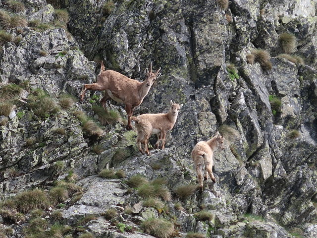 zwischen Weingrubertörl und Geierkogel