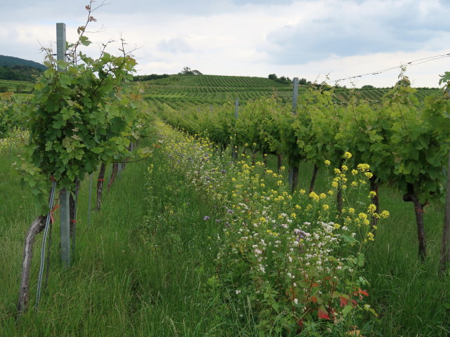 zwischen Bühel und 1. Wiener Hochquellenleitung