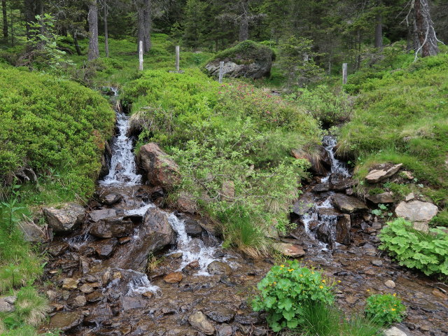 zwischen Weinofen und Bärentalalm (14. Juni)