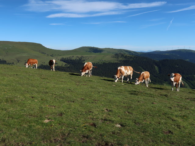 zwischen Bürgerhalt und Frauenkogel (15. Juni)