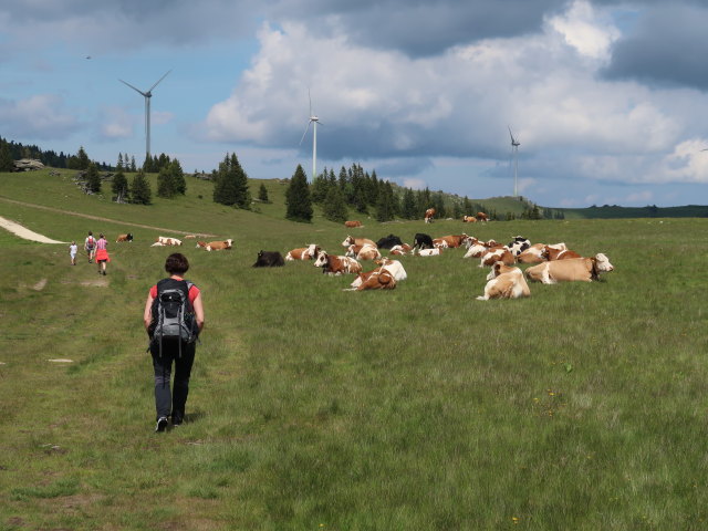 Carmen zwischen Grillitschhütte und Weinebene (15. Juni)