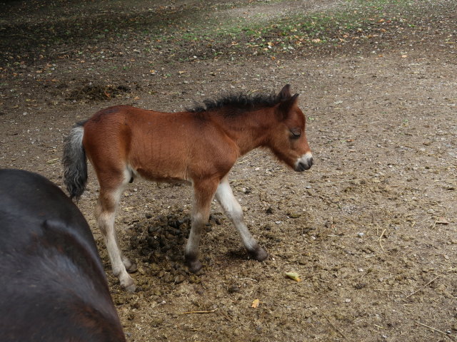 Shetland-Ponys