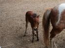 Shetland-Ponys