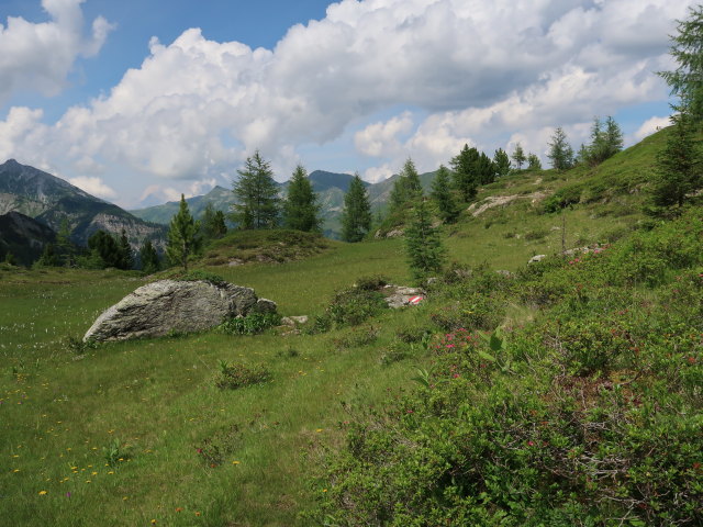 zwischen Grubachscharte und Wildalmsee (14. Juli)