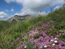 zwischen Lapernigspitze und Viertleck (14. Juli)