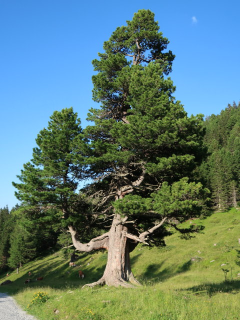 Scheibelalm