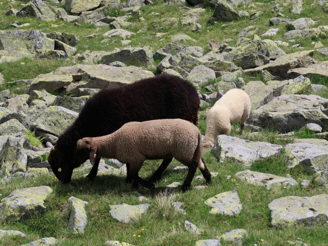 zwischen Wildnörderer und Smaragdsee (26. Juli)