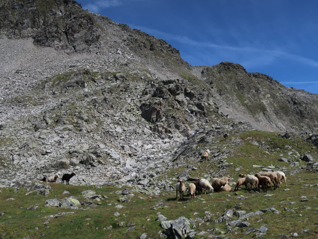 zwischen Südlichem Schwarzhorn und Oberem Schwarzhornsee (12. Aug.)