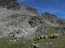 zwischen Südlichem Schwarzhorn und Oberem Schwarzhornsee (12. Aug.)