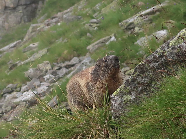 neben dem Venediger Höhenweg zwischen Felber Tauern und Dichtenbach (24. Aug.)