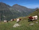 zwischen Felbertal und Schrankeckscharte (23. Aug.)