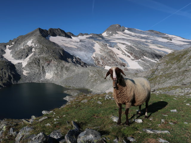 zwischen Oberem Schwarzhornsee und Südlichem Schwarzhorn (12. Aug.)