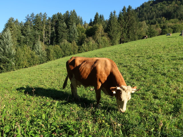 zwischen Etz und Dürn