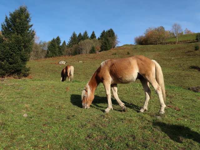 zwischen Kar-Katzenkopf und Marktrevier