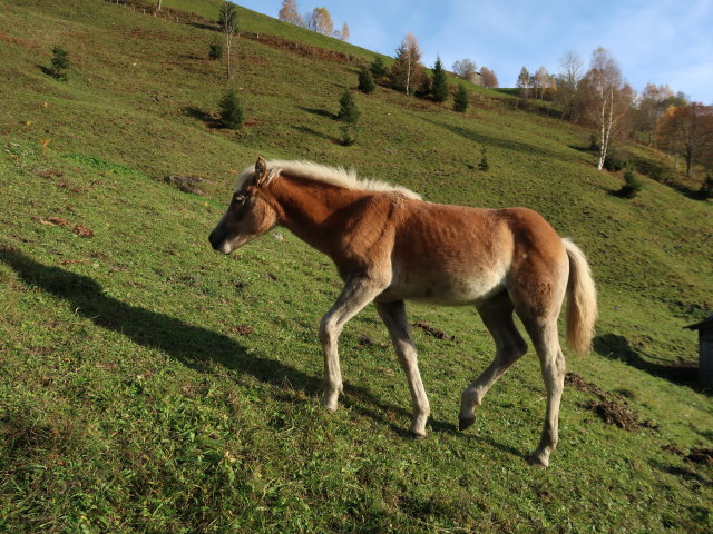 zwischen Kar-Katzenkopf und Marktrevier