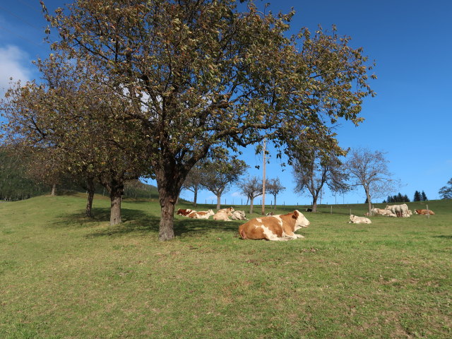 zwischen Schlöglmühl und Auf der Wiese