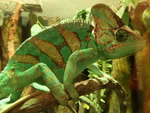 Ingresso Verde im Acquario di Cattolica (3. Nov.)