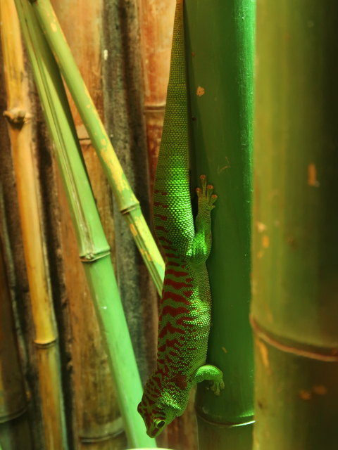 Ingresso Verde im Acquario di Cattolica (3. Nov.)