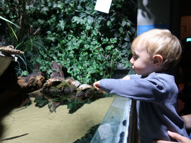 Nils im Ingresso Blu im Acquario di Cattolica (3. Nov.)