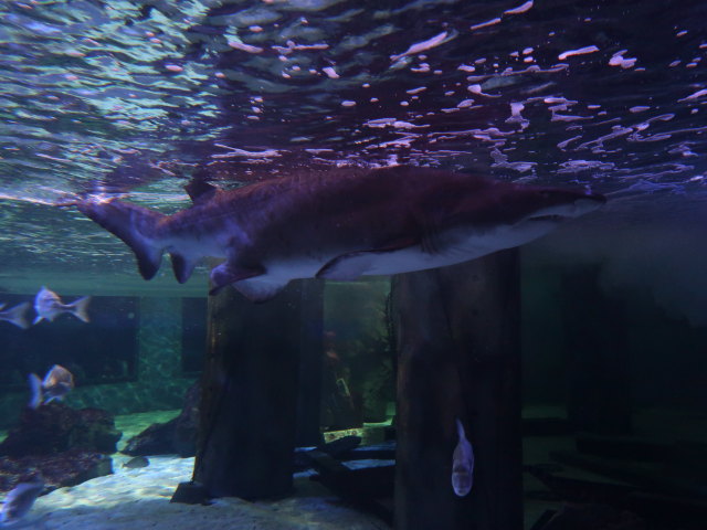 Ingresso Blu im Acquario di Cattolica (3. Nov.)