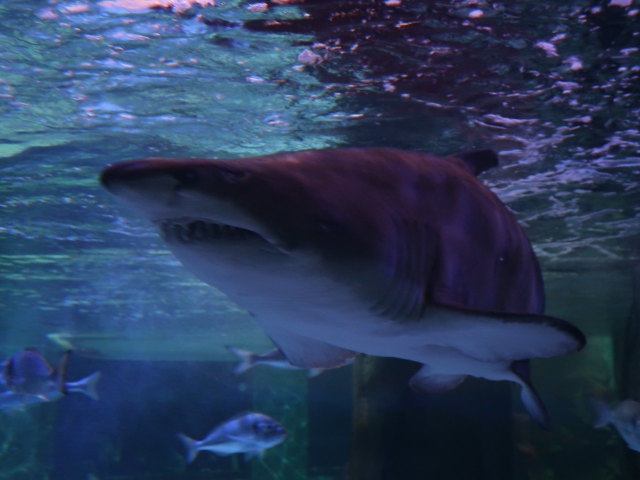 Ingresso Blu im Acquario di Cattolica (3. Nov.)