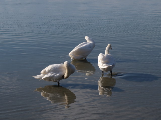 Donau zwischen Brigittenauer Br&uuml;cke und Reichsbr&uuml;cke