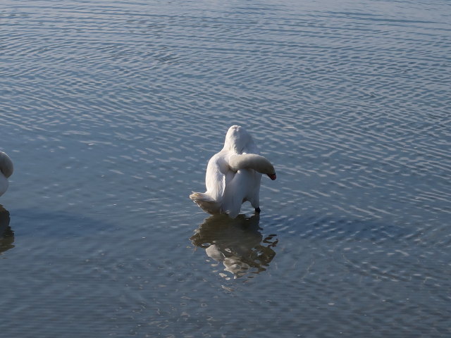 Donau zwischen Brigittenauer Br&uuml;cke und Reichsbr&uuml;cke