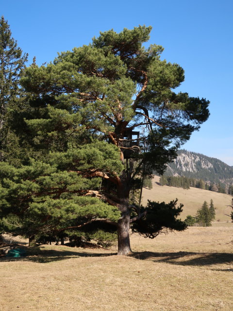 zwischen Mamauwiese und Schoberkapelle