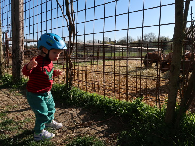 Nils zwischen Schleinbach und Ulrichskirchen