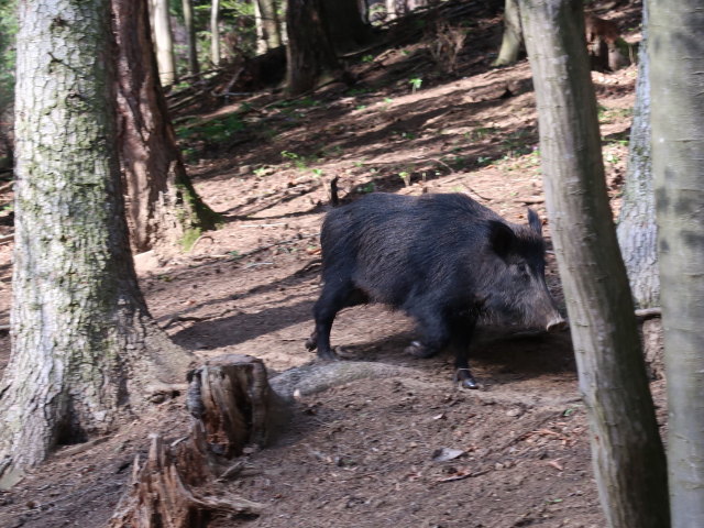 Wildschwein