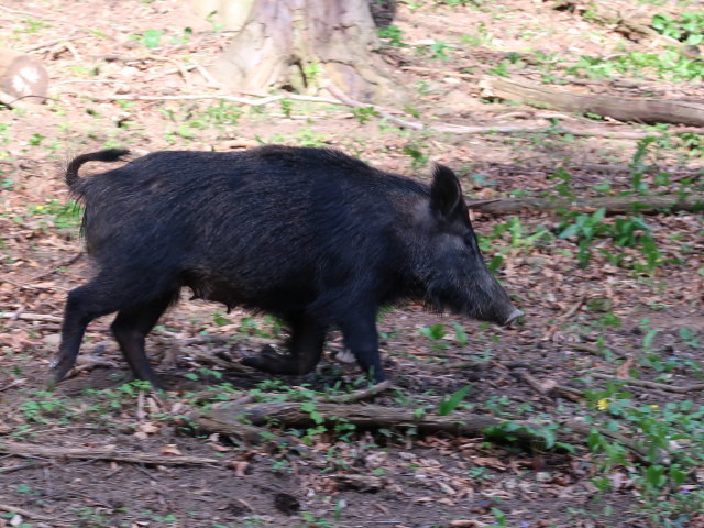 Wildschwein