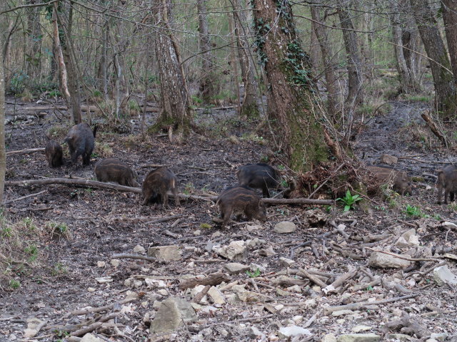 Wildschweine