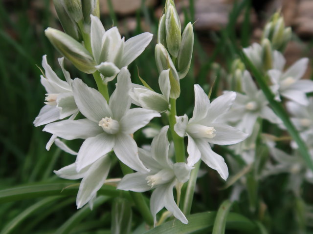 zwischen Spitz an der Donau und Rotem Tor