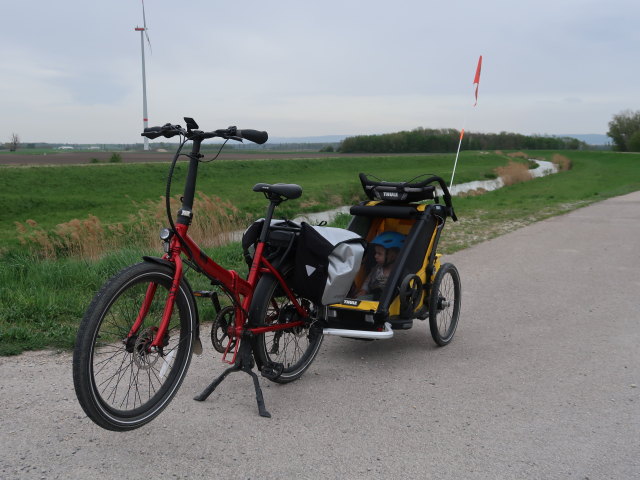 Nils zwischen zwischen Engelhartstetten und Haringsee