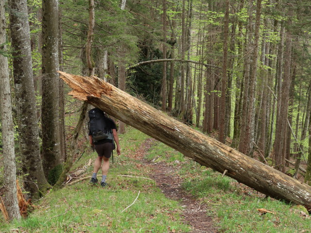 Ronald zwischen Sauboden und Spitzenbach