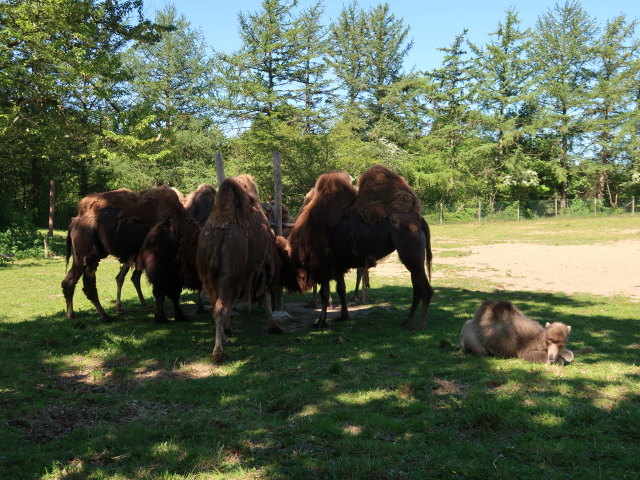 Baktrische Kamele im Givskud Zoo in Give (20. Mai)