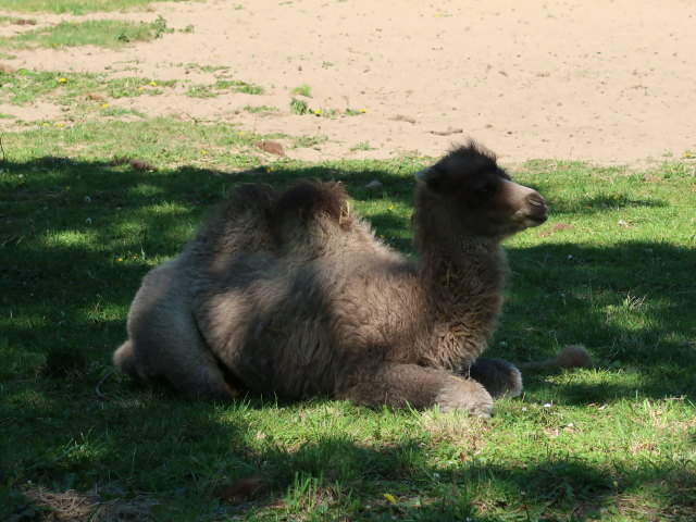 Baktrisches Kamel im Givskud Zoo in Give (20. Mai)